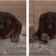 Imagen para el artículo titulado Estos orangutanes estuvieron cerca de inventar herramientas de piedra en dos zoológicos diferentes